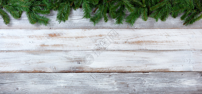 圣诞长青树的顶端边界白旧木头上的绿色树枝背景图片
