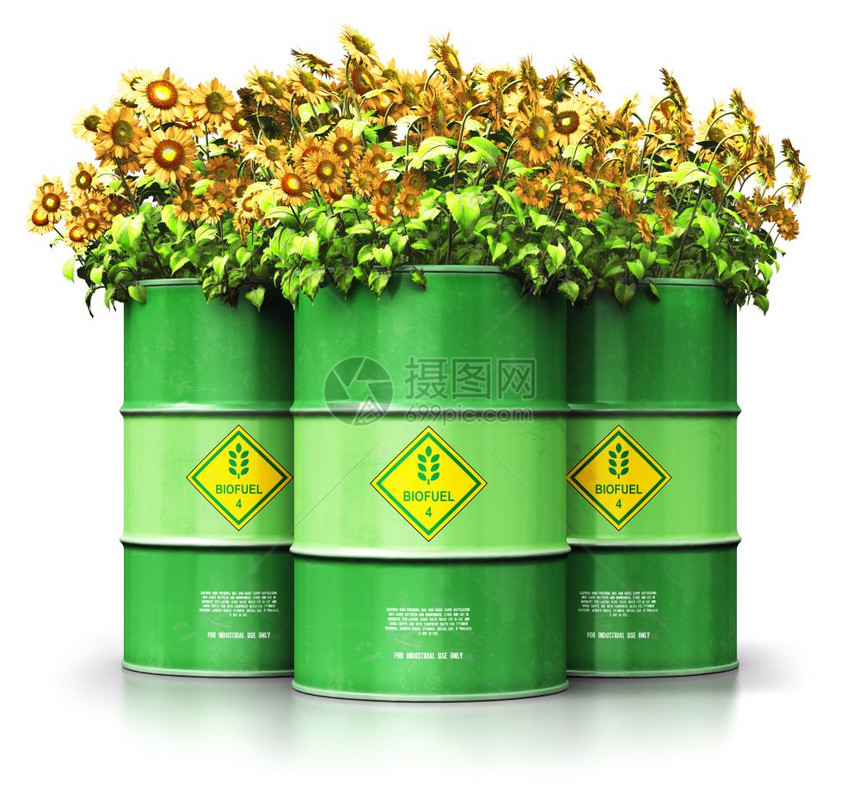 创意抽象生态替代可持续能源和环境保护节约商业概念3D表示一组绿色金属生物燃料桶或柴油黄向日葵花在白色背景中分离产生反射效果图片