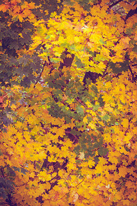 明亮多彩的秋叶红树黄色橙自然背景黄秋叶树枝图片