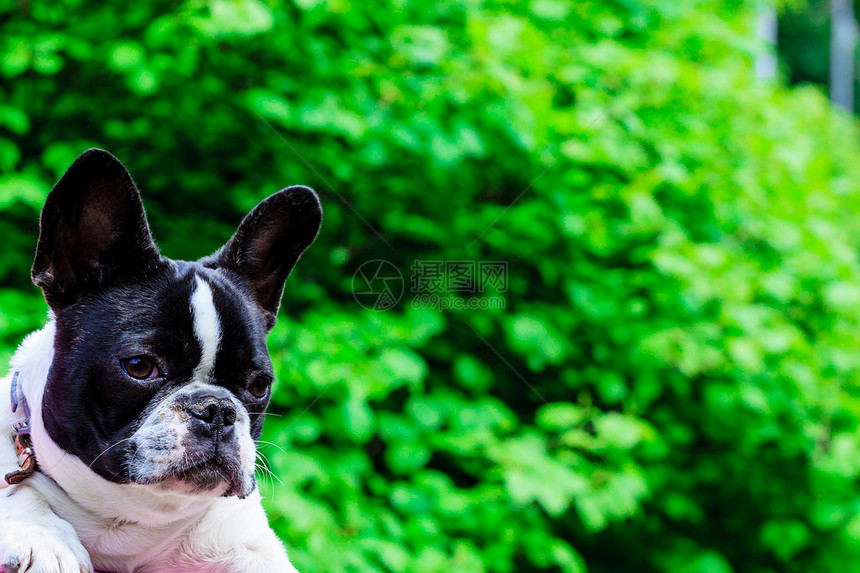 可爱的小黑白法国斗牛犬在绿公园被俘图片