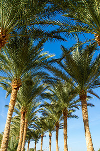 美丽的绿椰子小巷与无云的蓝天相对棕榈树小巷图片