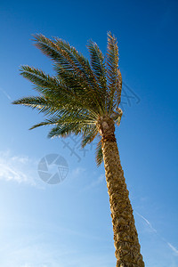 蓝色天空底视图背景的美丽有色棕榈树一棵图片