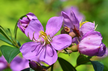 紫色普通花朵全盛开图片