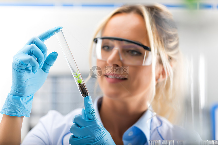 年轻有吸引力的女科学家在生物化和遗传DNA工程实验室内配有保护眼镜和手套检查试管并配有人工种植的物图片