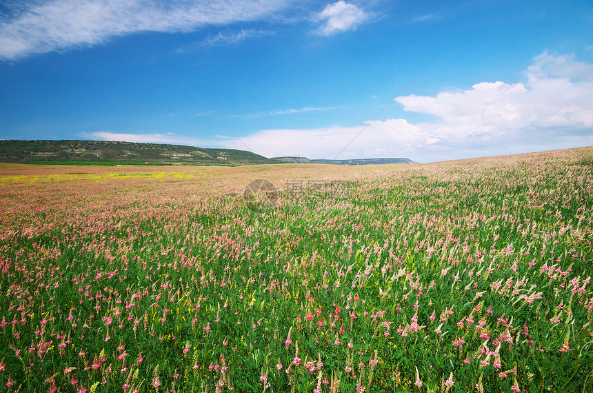 紫罗兰花的春草地大自然的成分图片