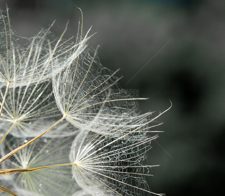 dandelion种子背景宏观封闭春季自然图片