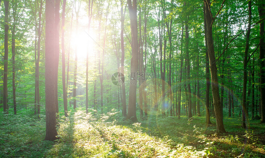 林树天然的绿木阳光背景图片