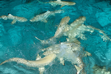 珊瑚礁鲨鱼在岸上游泳图片