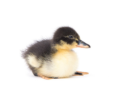 可爱的新生小毛鸭一只年轻的子被白种背景隔离高清图片