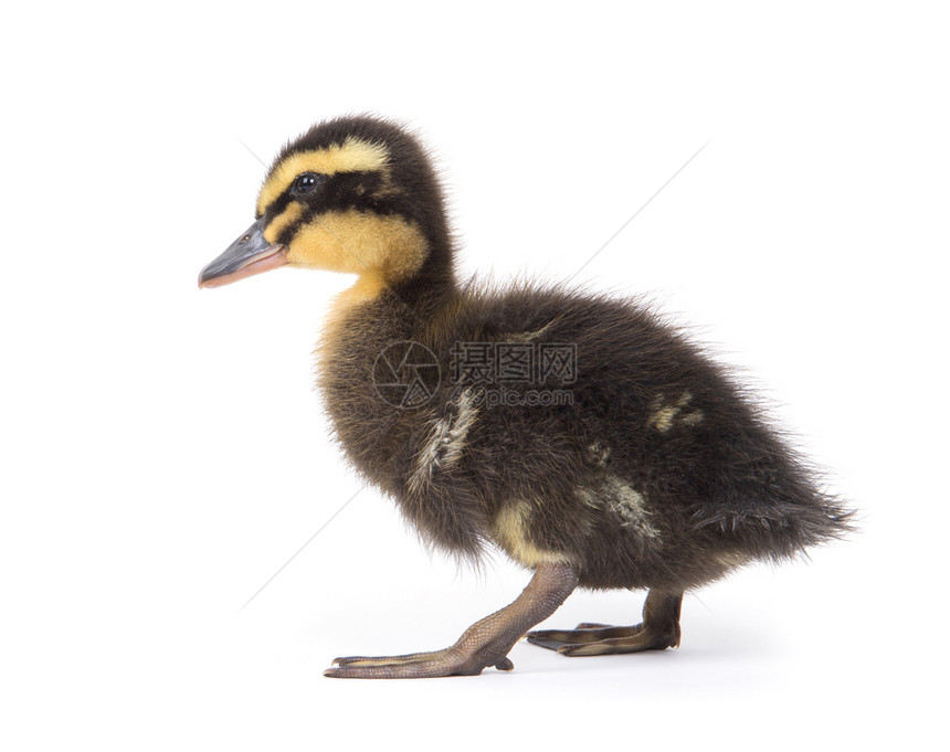 可爱的新生小毛鸭一只年轻的子被白种背景隔离图片