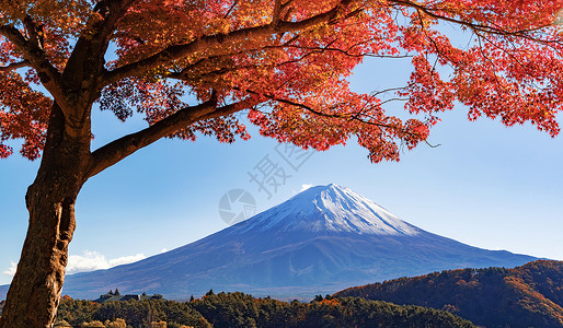 秋季的叶和藤山在桥川口附近图片