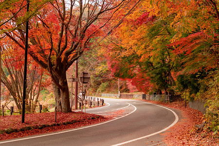 农村的街道秋天在Yamaashi的藤川口附近一条路上有红色的落叶日本有一棵蓝天背景的树背景
