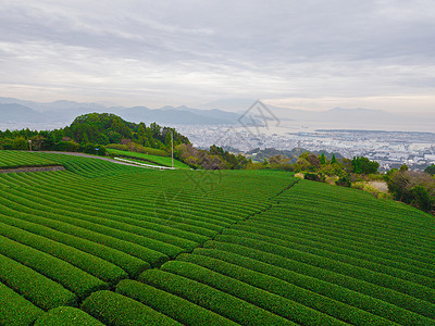 秋季静冈Shizuoka水稻田的空中景象绿色农村地区或日本山丘上的农村土地背景