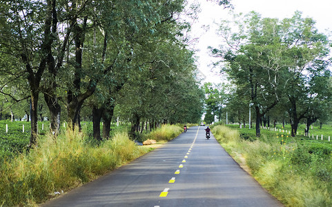 美丽的道路经过越南吉亚莱省茶田图片