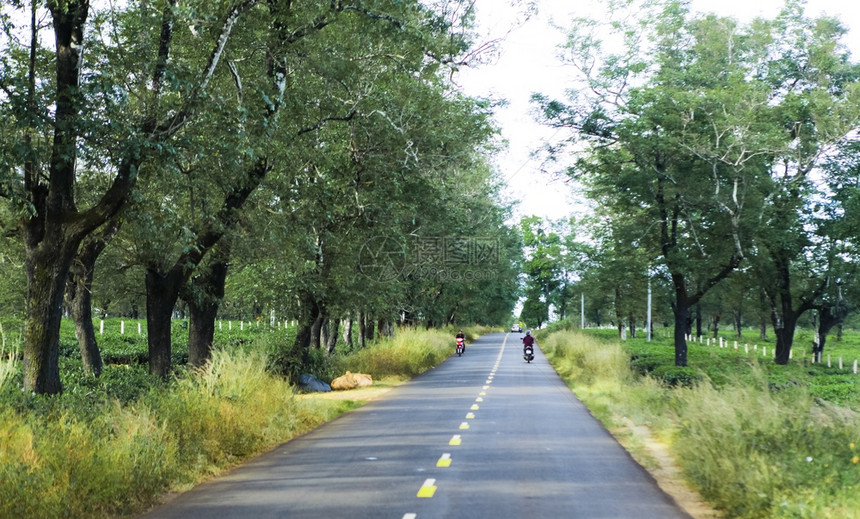 美丽的道路经过越南吉亚莱省茶田图片