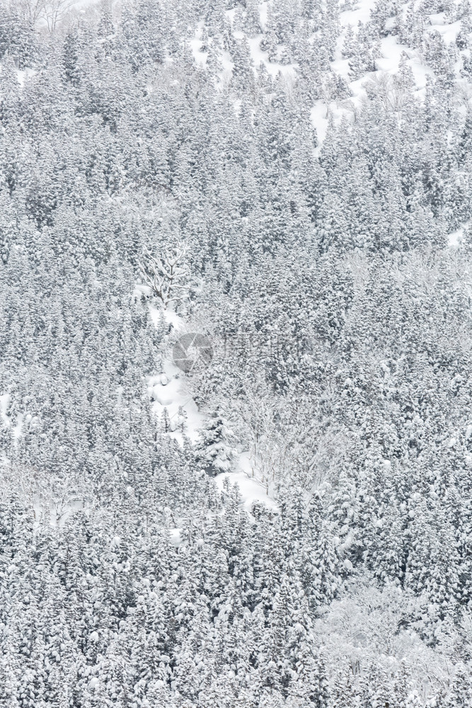 日本白川地楚布松林冬季风景图片