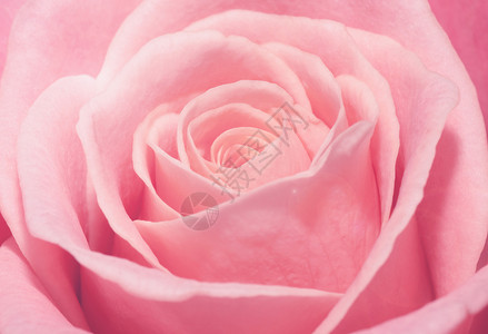 关闭粉红玫瑰的宏背景图片
