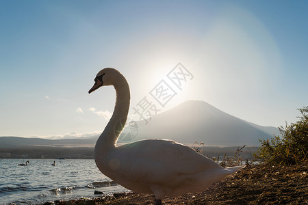 新加坡榜鹅海滩白天鹅在日落时在矢马纳卡湖的藤山中映射着背景