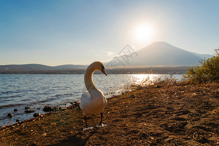 白天鹅在日落时在矢马纳卡湖的藤山中映射着高清图片