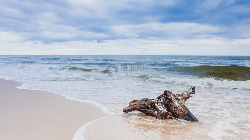 清黄沙自然背景海边树根自然景观图片