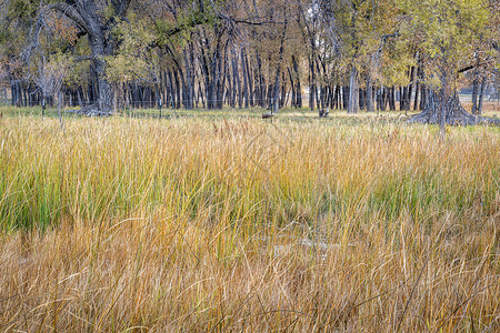 沼泽牧场树木科罗拉多北部沿Poudre河秋天风景的乡村地貌图片
