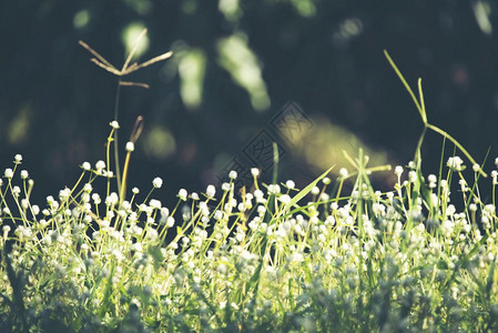 草原上美丽的小花图片