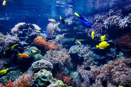 带鱼和石的多彩珊瑚礁高清图片