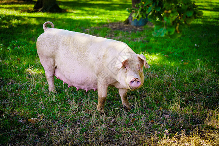 猪站在草坪上图片