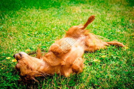 快乐的狗像躺在草地里一样背景图片