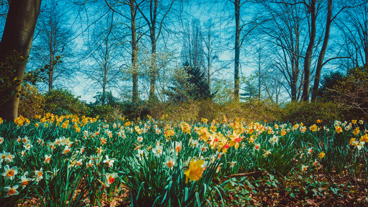 白春自恋花朵的全景背景图片