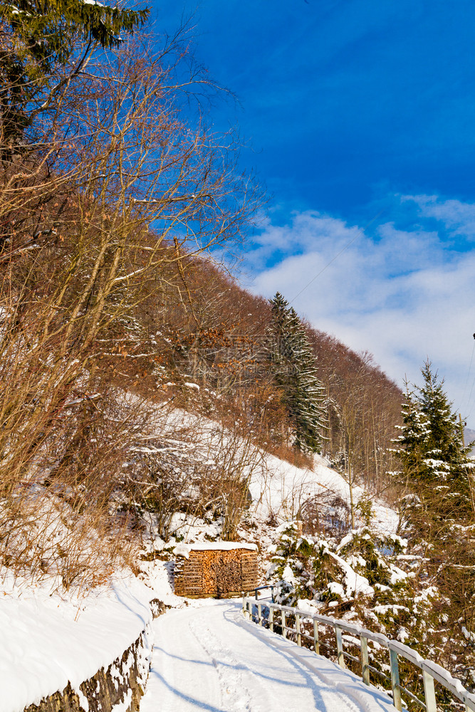 冬季风景树木覆盖雪图片