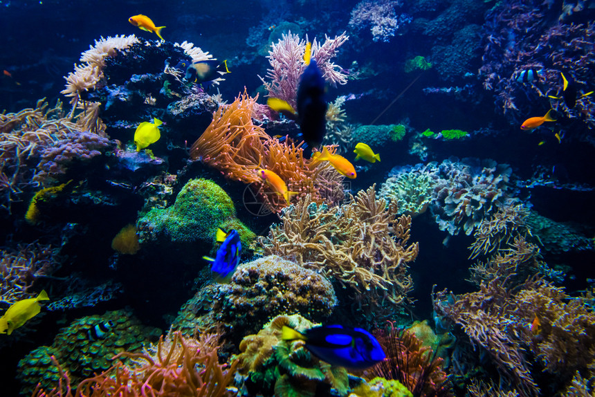 水族馆下生命景观图片