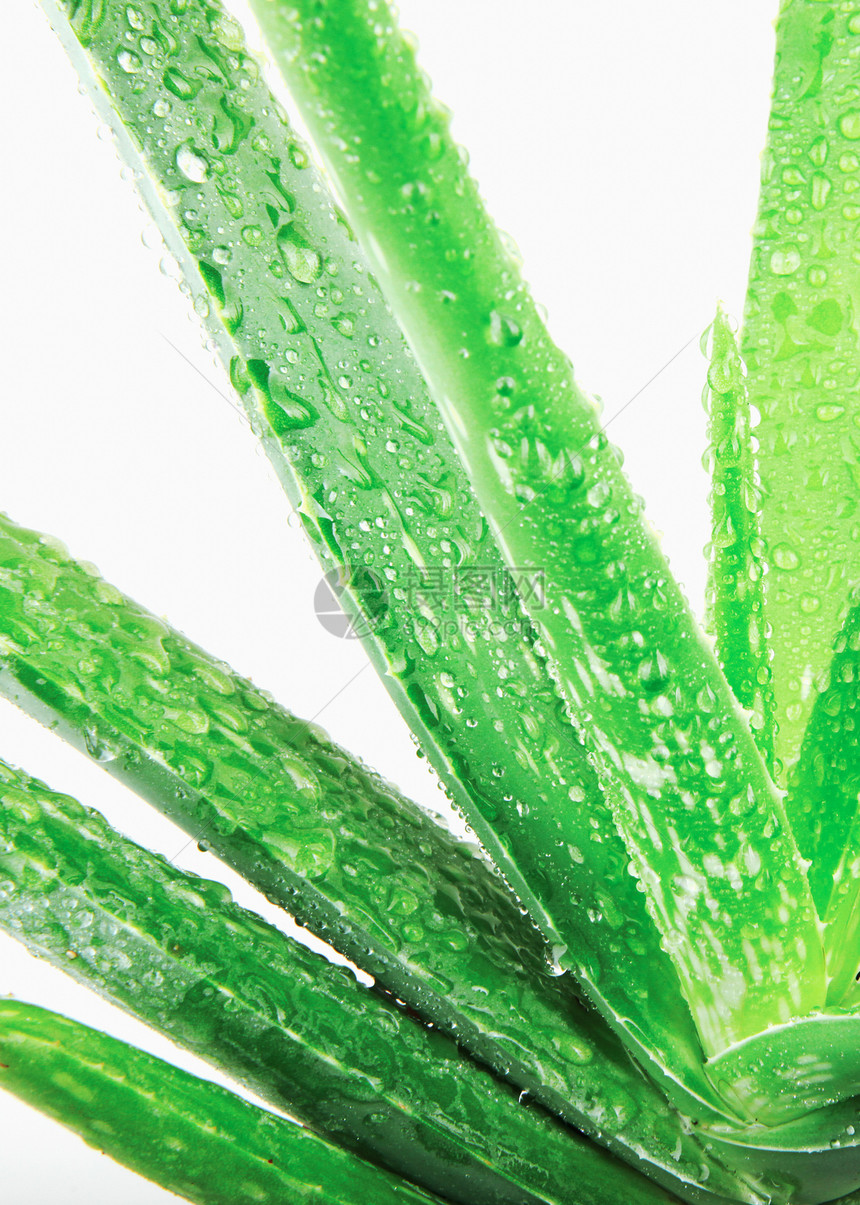 白底隔绝的Aloevera植物图片