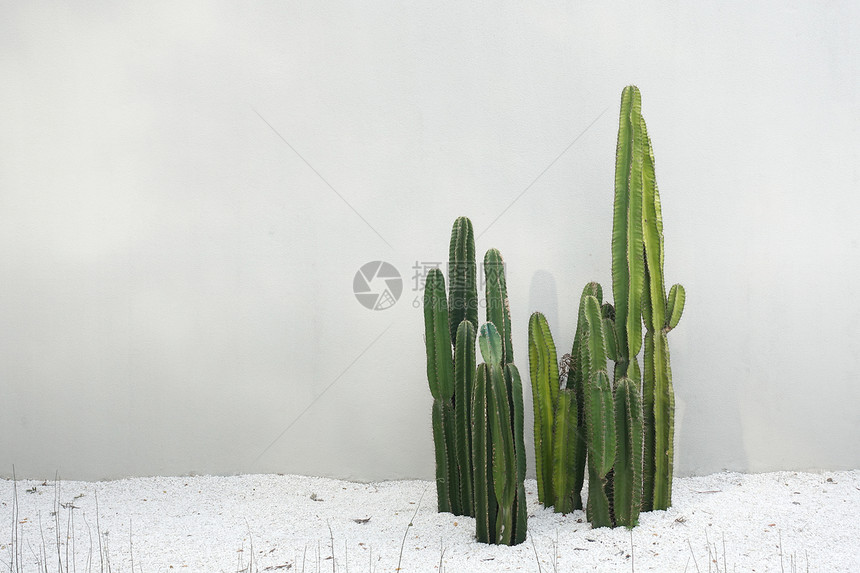 Cactus实际植物在沙漠中用白色岩层布置在背景的地底与背景隔绝的沙漠中图片