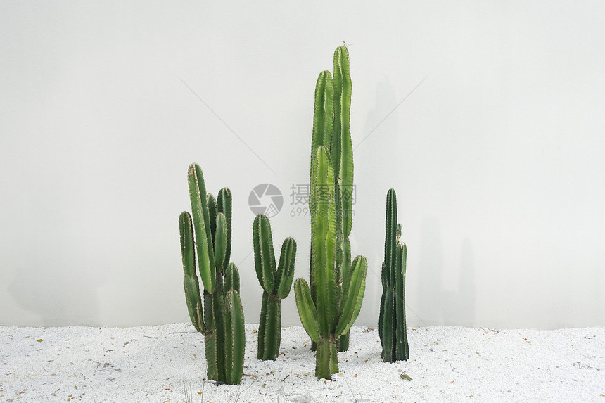 Cactus实际植物在沙漠中用白色岩层布置在背景的地底与背景隔绝的沙漠中图片