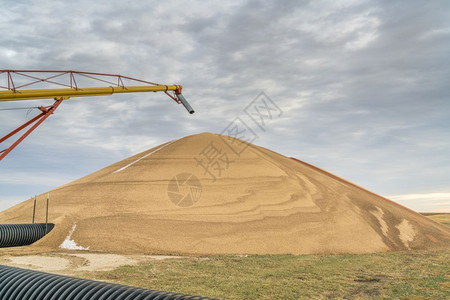 1月初在堪萨斯西部大量高梁谷物干燥背景
