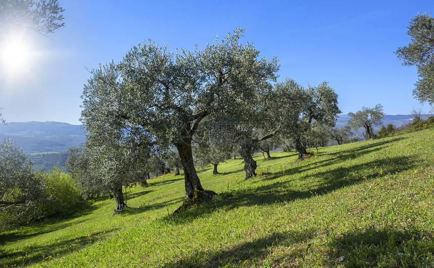 连续一排的橄榄树意大利山上植树图片