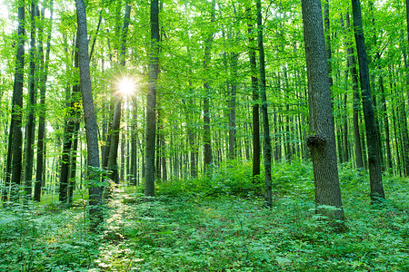 林树天然的绿木阳光背景背景图片
