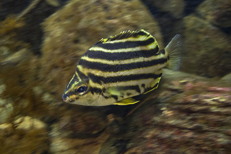 在水族馆下游泳图片