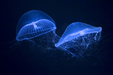 在水族馆游泳的晶果冻图片