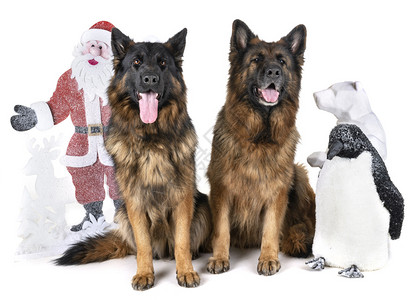 德国圣诞节白人背景面前的德国牧羊人和圣诞节背景