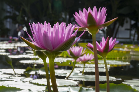 美丽的粉色花朵印度莲图片