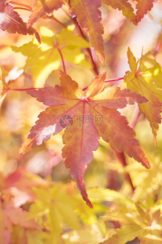 日本一棵树上的明色秋叶图片