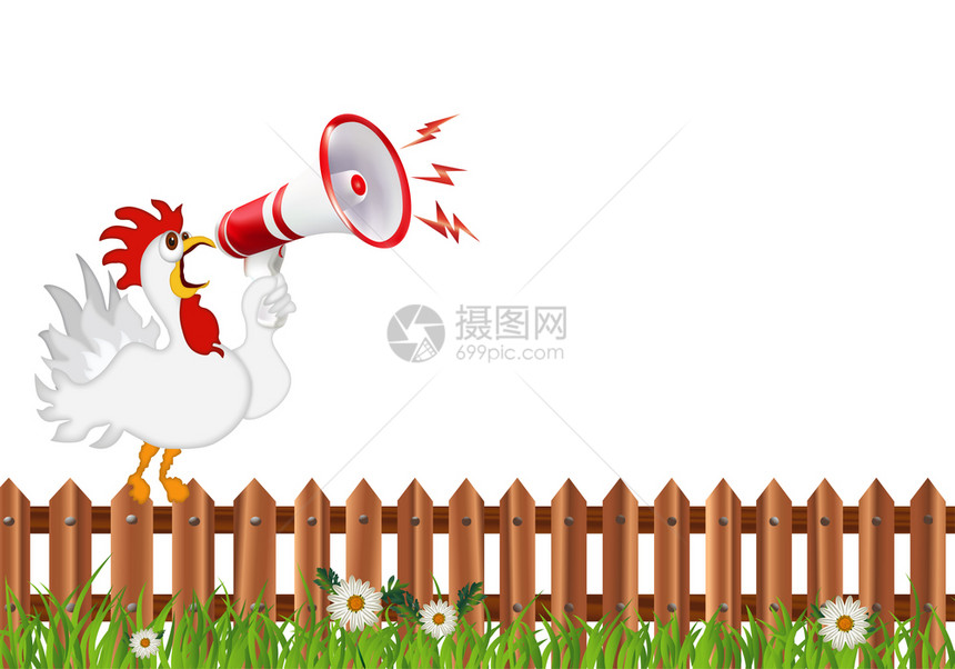 用白色公鸡在栅栏上向扩音器尖叫的白色公鸡做幽默的孤立插图图片