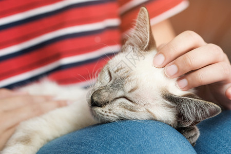 条纹猫腿女人拥抱可爱猫友情动物人信任的朋友背景