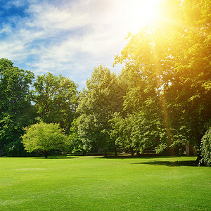 夏日阳光照亮公园覆盖树木和绿草图片