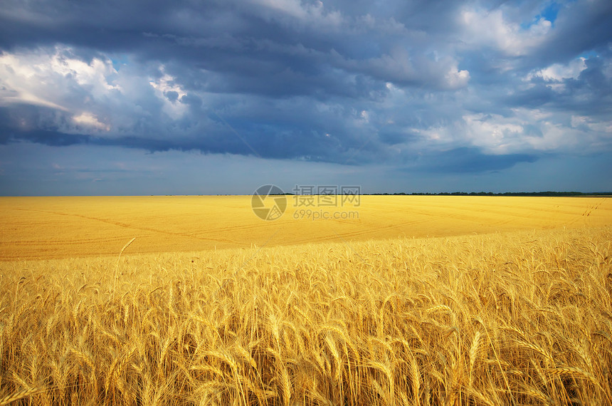 小麦草地自然成分图片