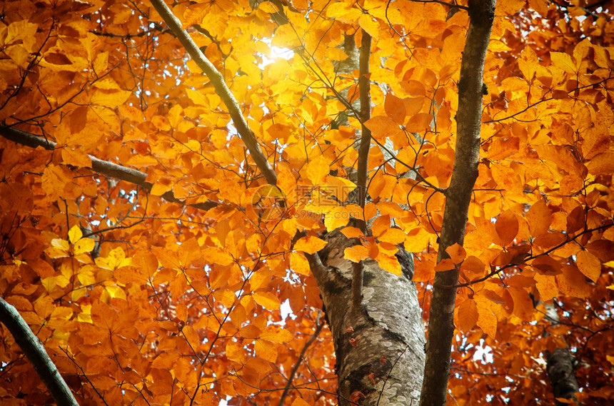 秋树自然的构成图片