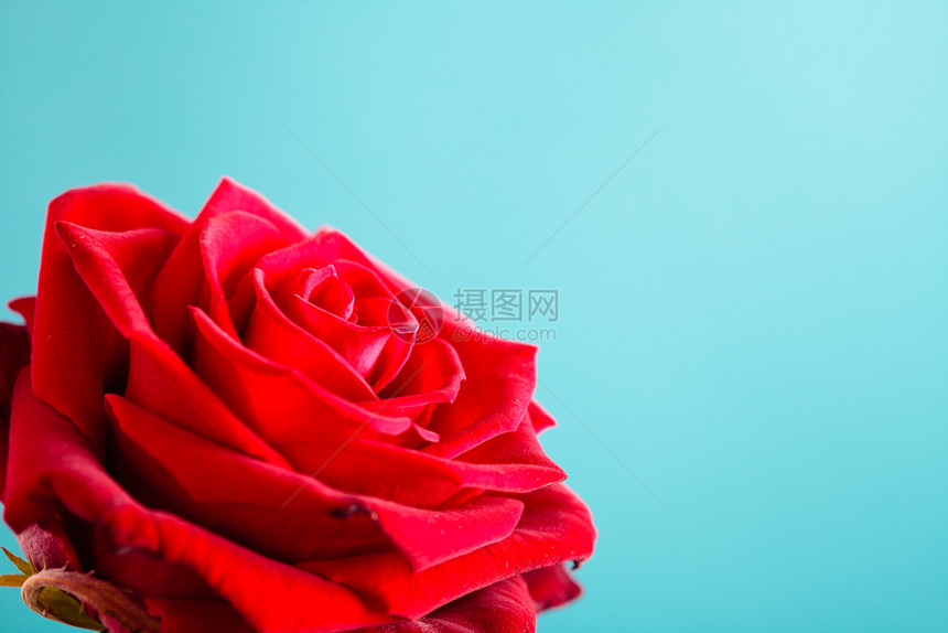 盛开的红玫瑰花作为蓝色爱情的象征图片
