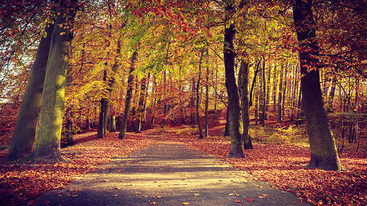 野外自然美景概念阳光下的秋天树林地被干叶覆盖阳光下的秋天树图片
